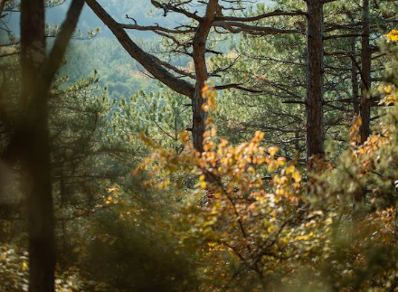 公司違反環境保護法需承擔環境損害賠償責任